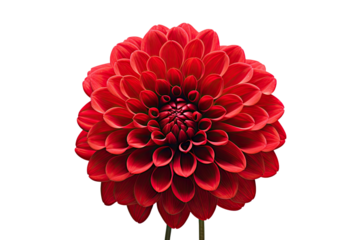 Red flower on a white background