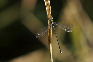緑メタリック色のオオアオイトトンボ（マクロレンズ使用・ストロボ＋自然光・接写写真）