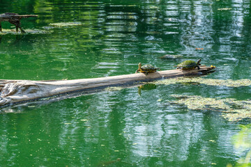 Two southern painted turtles resting on a log in the Audubon Park Lake, New Orleans, Louisiana, USA