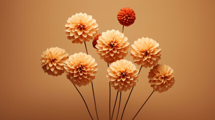 Pom pom dahlias flowers on a minimal background