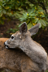 A young male blacktail deer with tiny antlers.