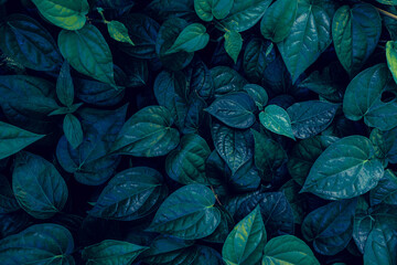 closeup tropical green leaves texture and dark tone process, abstract nature pattern background