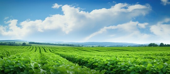 The cultivation of grains and soybeans in agriculture is essential for producing nutritious food and sustaining both nature and the environment The vast plantations of grain and soybean fie