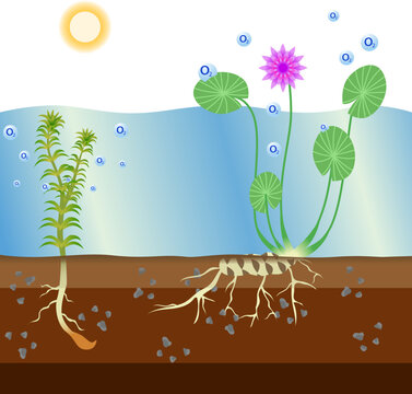 How Water Plant do photosynthesis vector illustration, hydrilla water plant. water lily reproduce oxigen in the water. biology education