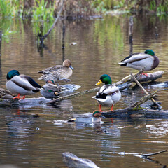 A flock of mallard ducks resting on logs in a swamp