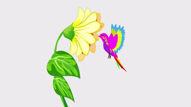 a hummingbird colibri hovered in front of a yellow flower  cartoon animation
