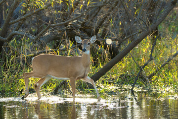 Fototapeta premium Key Deer in natural habitat in Florida state park