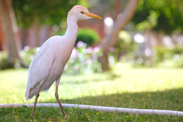 White cattle egret wild bird, also known as Bubulcus ibis walking on green lawn in summer