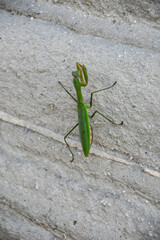 壁を登るカマキリ