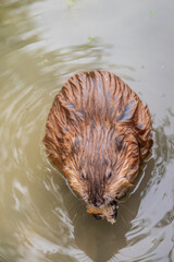 Wild animal Muskrat, Ondatra zibethicuseats, eats on the river bank