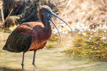 The glossy ibis, latin name Plegadis falcinellus, searching for food in the shallow lagoon.