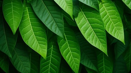 Green leaves pattern background, natural background. Close-up view of nature against the background of leaves. Tropical leaf. : Generative AI
