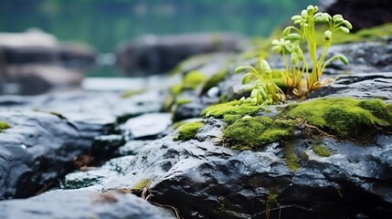 Obraz premium Water plants on the rock close up, nature abstract blurred background. : Generative AI