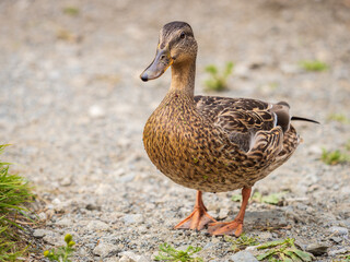 A duck female stands on its paws on the green shore of a pond.