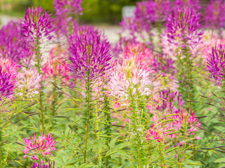 Obraz premium Group of purple and red Cleome hassleriana flowers or Spinnenblume or Cleome spinosa is on a green blurred background