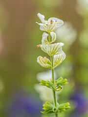 White purple pink flowers salvia shiny colorful in meadow