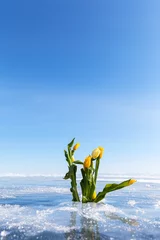 Draagtas Beautiful congratulation for your beloved girls on Women's Day on March 8 - bouquet of spring tulips and unforgettable journey on ice of frozen Baikal Lake. Fresh bouquet on blue ice of lake © Katvic