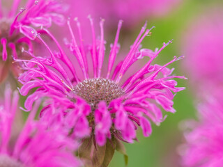 Obraz premium Brilliant pink bee balm plant, monarda didyma, highlighted by the morning sun.