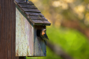 American Robin