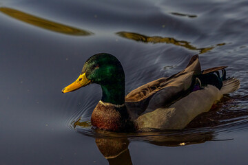 2023-11-08 A MALLARD DUCK WITH A BRIGHT EYE FLOATING TOWARDS THE CAMERA IN A LAKE IN THE CITY OF BELLEVUE WASHINGTON