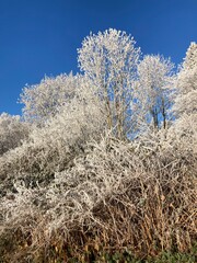 Gefrorene Bäume bei Raureif am Wegesrand unter blauem Himmel