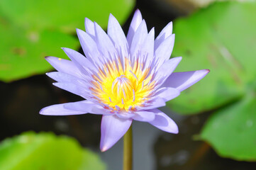 lotus or florescent purple lotus , violet lotus