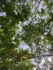 trees and sky