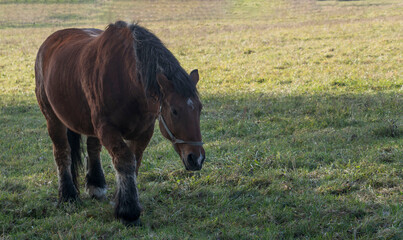Ein stattlicher Hengst auf einer Wiese © biggi62