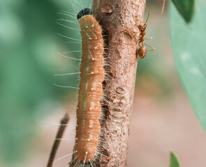 Tussock moth catetpillar. Limacodidae Family