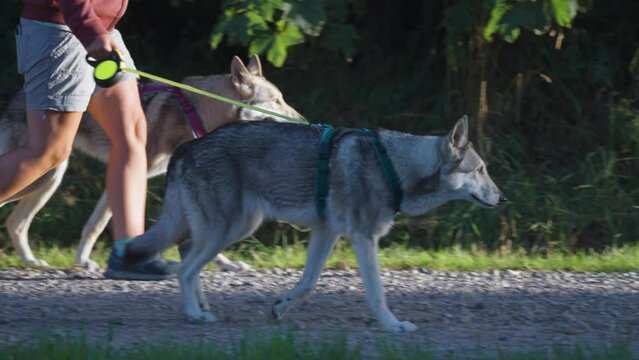 Two Czechoslovakian wolfdogs on the walk with their handler