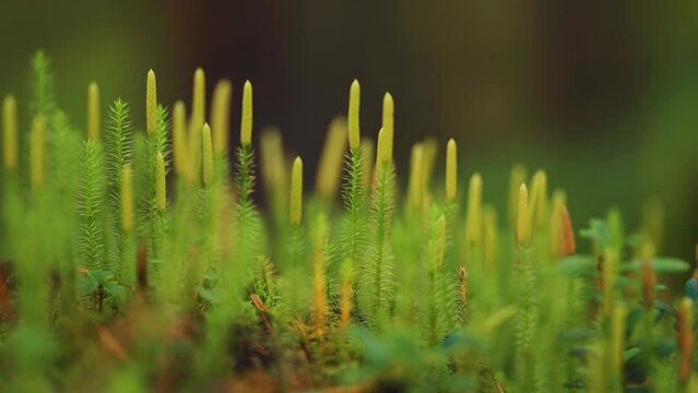 A tiny stems of green lichen, moss, and grass on the forest floor. Parallax macro shot.