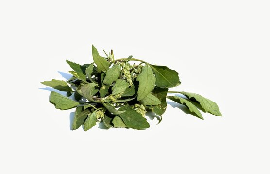 White Goosefoot or Wild Spinach Isolated on White Background, Also Known as Bathua or Fat HenWhite Goosefoot or Wild Spinach Isolated on White Background, Also Known as Bathua or Fat Hen