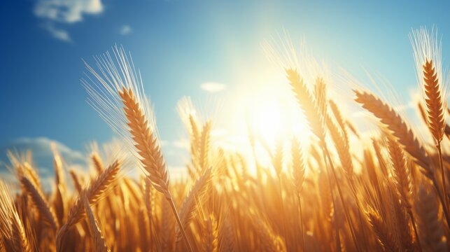 breathtaking sunrise over serene countryside with vibrant wheat fields and clear blue sky