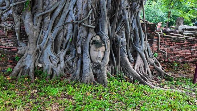 Wat Mahathat is one of the important temples of Ayutthaya..The point where you have to stop and take photos is The Buddha's head .in the tree here is unseen Thailand, meaning it looks strange.