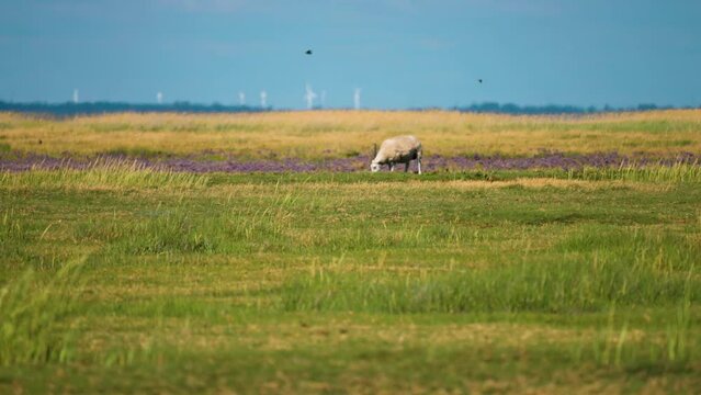 A sheep grazes on the lush green pasture. Wind turbines in the background. Parallax video.