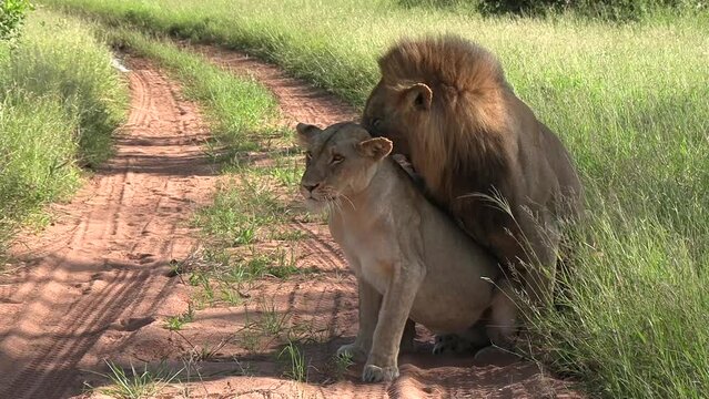 Wild African Lions Mating in Game Reserve in Africa