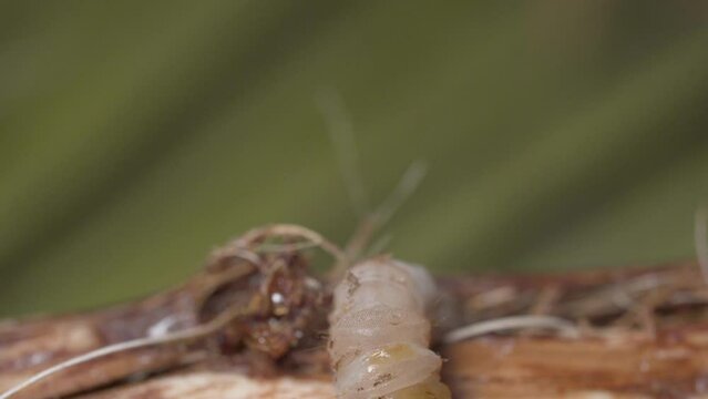 Paysandisia Archon, Palm Borer Moth A Botanical Pest Among Tropical Plant