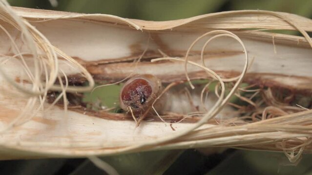 Invasive Larva of Paysandisia Archon Feeding in the stems and trunks of palms, causing Fatal Damages to Native and Exotic Palm Trees all over Europe.