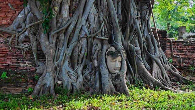 ..The head of a Buddha image from the Ayutthaya period, .more than a hundred years old, is in the roots of a tree. .It is a sandstone Buddha image with only the head remaining. amazing Thailand.