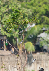 Pied Kingfishers on the Branch.