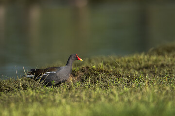Red-Knobbed Coot