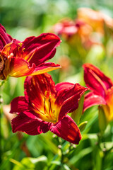 Fototapeta premium Red daylily (Hemerocallis fulva) in garden