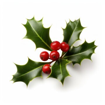 Christmas European holly isolated on a white background.