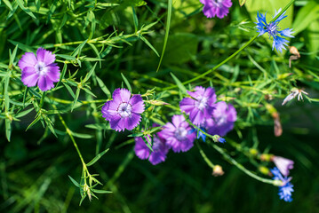 Obraz premium closeup beautiful Dianthus flower in the garden