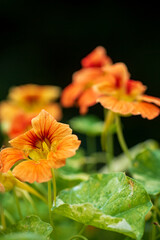 Orange nasturtium flower on green background.