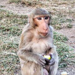 Monkey sitting and eating fruit.