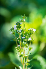 Summer savory in the garden