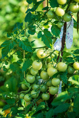 green tomatoes in the garden