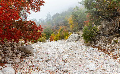 Fall Foliage on The Devils Hall Trail, Guadalupe Mountains, National Park, Texas, USA