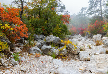 Fall Foliage on The Devils Hall Trail, Guadalupe Mountains, National Park, Texas, USA
